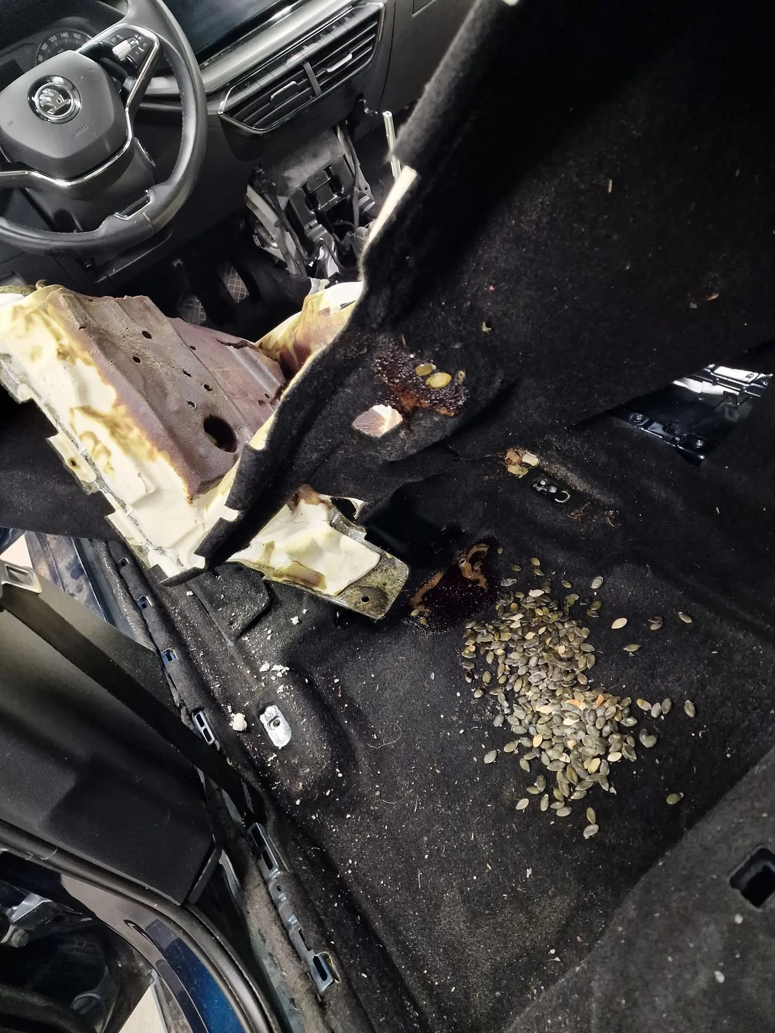 Celovita sanacija po razlitju 40 litrov bučnega olja - Škoda Octavia — ob prevzemu — slika 12